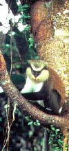 013GrenadaMonkey