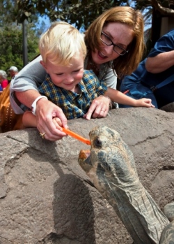 San Diego Zoo Screen Free Tortoise Encounter