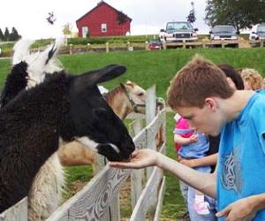 Crizt Farm New York Llama Encounter