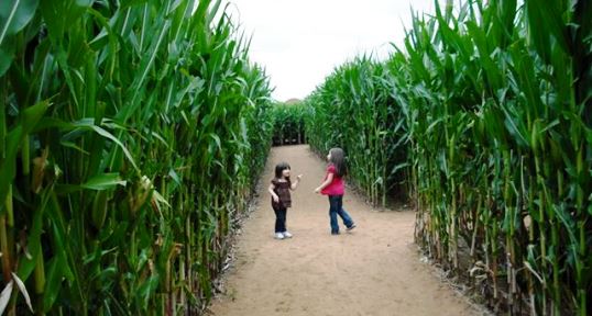 Barton Farm Corn Maze Near Bastrop Texas