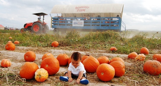 Dewberry Farms Texas Pumpkin Wagon
