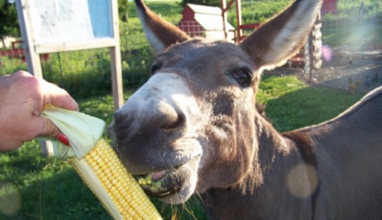 Glacier Rocks Farms Donkey Feeding Time