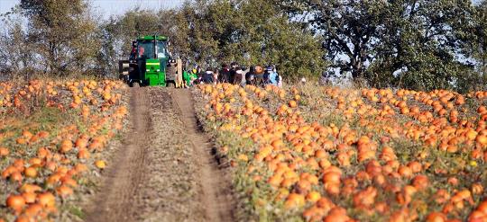 Waldgovel Farm Pumpkin Patch Adventure 