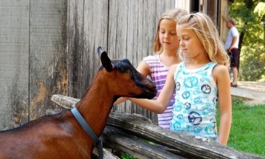 Conner Prairie Living History Goat Encounter