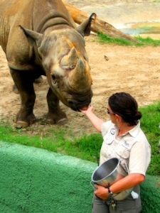BuschGardens Tampa Florida Rhino Feeding