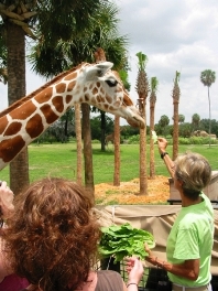 Busch Gardens Safari Experience