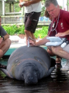 Lowery park Zoo Manatee Hospital