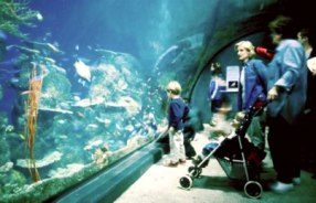 104CODenverAquarium