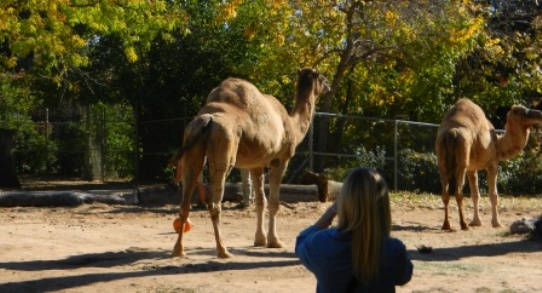 Camel Watching at Denver Zoo