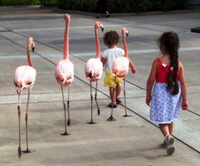Kids with Flamingos