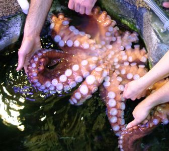 Octo Encounter at Alaska Sea Life Center in Seward.