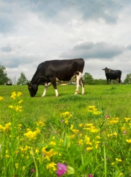 Homeland Dairy Happy Cows in North Carolina