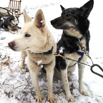 East Hill Farm Sled Dogs Winter Farm Stays