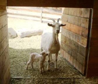 Mountain Goat Lodge Winter Farm Stays