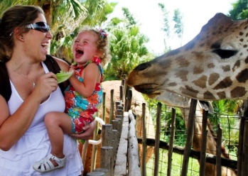 Giraffe feeding at Lowry park Zoo Tampa