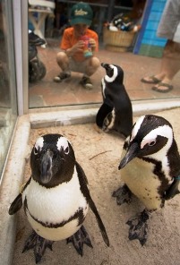 Penguin Beach at Lowry park Zoo Tampa