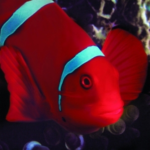 Clown Fish