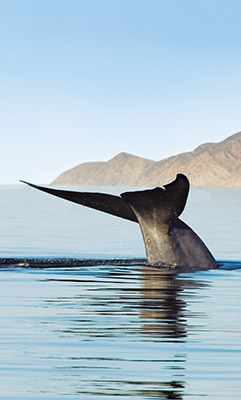 Blue Whale Watching Hornblower Cruises, San Diego, California