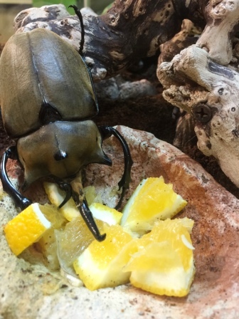 Denver Butterfly Pavilion Giant Beetle