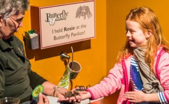Rosie the Tarantula at Butterfly Pavilion near Denver
