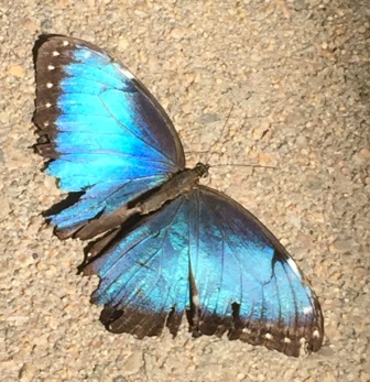 Denver Butterfly Pavilion Blue Morpho