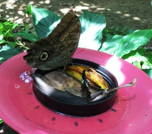 Texas Discovery Gardens Lunch Time for Buttefflies