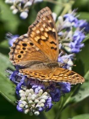 Heard Museum Butterfly House and Garden