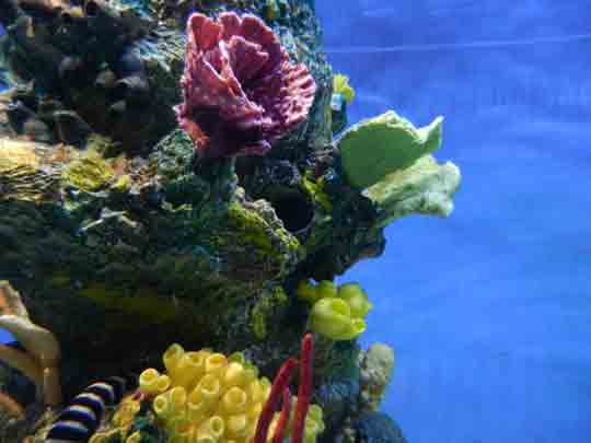 Coral Colony at Denver Zoo Aquarium