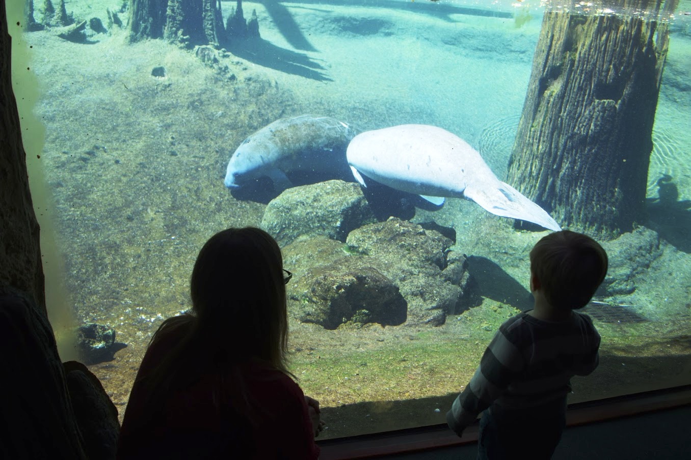 Docile Manatees at Lowry Park Zoo in Tampa