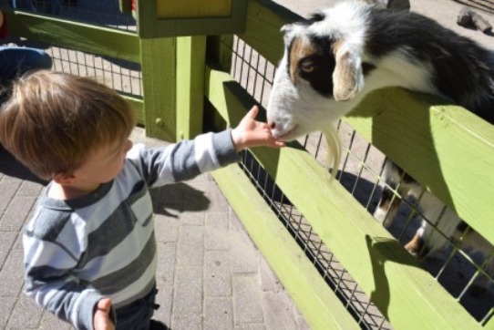 Lowry Park Zoo Goat Feeding Time