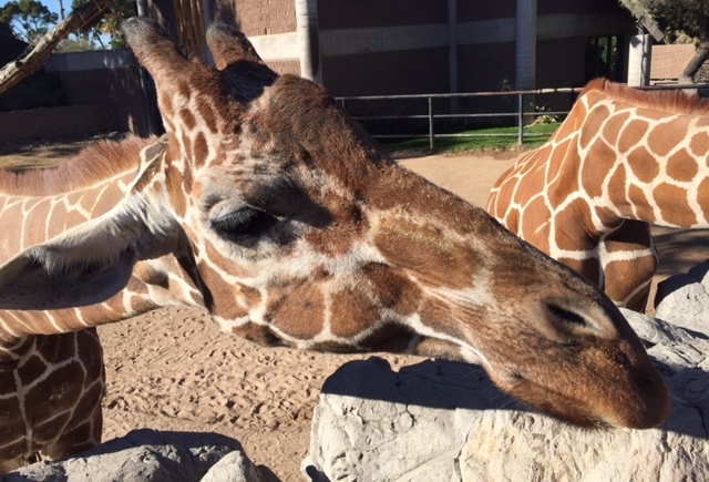 Giraffe Feeding at Reid Park Zoo in Tucson