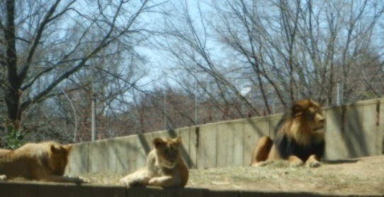 Lion Pride observing at National Zoo in Washington, DC