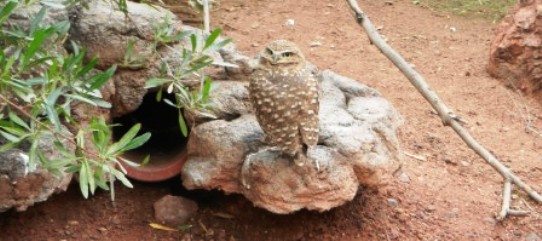 Phoenix Zoo Burrowing Owl