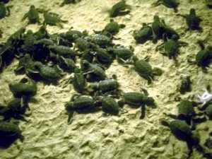 126KeysTurtleHatchlings