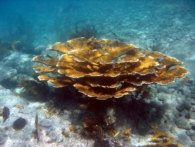 134USVIStaghorn