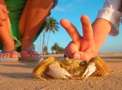 179GMVCrabWalk