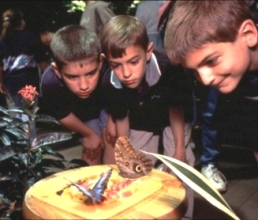 Butterfly Feeding Academy of Natural Sciences Philadelphia