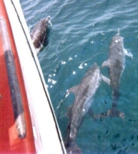 Gulf Shores Dolphins