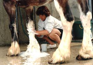 Ripon Larsons Clydesdales