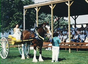 Larsons Clydsdales Ripon