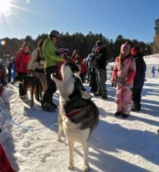 211NHPurityDogSled