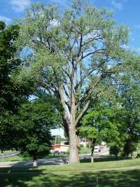 Montello Has Wisconsin's Oldest Tree 