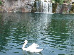 Montello Wisconsin Swan on the River