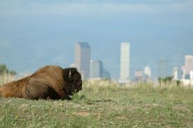 NWR Bison near Denver