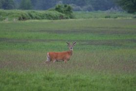 NWR Spotting Deer and Wildlife along Columbia River