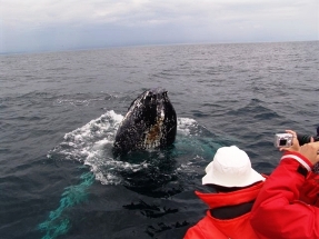 269NFWildlandWhale