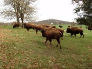 Joplin Missouri Bison on the Praire