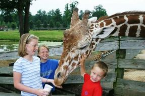 329VARichmondGiraffe