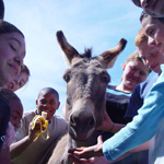 Californa Donkey