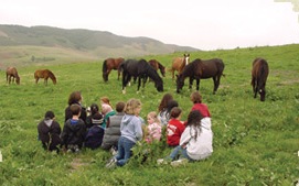 Californa Wild Horse Sanctuary